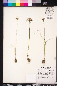 Allium canadense var. mobilense image