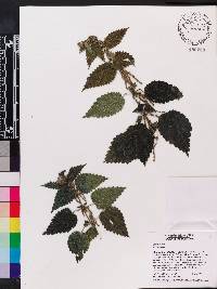 Urtica dioica image