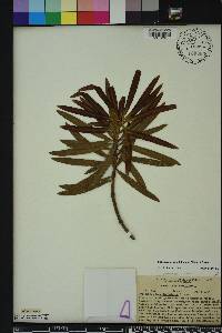 Podocarpus longifoliolatus image