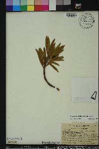 Podocarpus longifoliolatus image