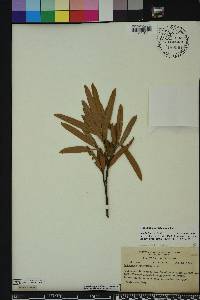 Podocarpus sylvestris image