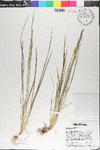 Agrostis tolucensis image