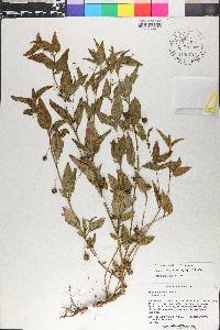 Solanum turneroides image