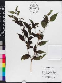 Cordia bifurcata image