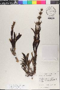 Penstemon scariosus image