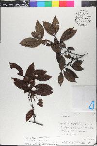 Ilex microdonta image