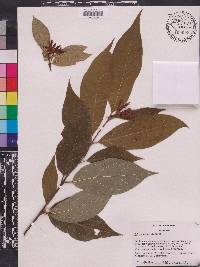Calycanthus floridus image