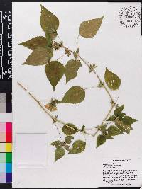 Acalypha deamii image