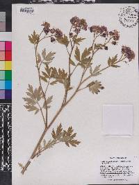 Phacelia bipinnatifida image