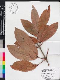 Syzygium samarangense image