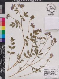 Polemonium reptans image