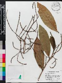 Antidesma platyphyllum image