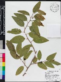 Rollinia emarginata image