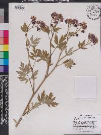 Phacelia bipinnatifida image