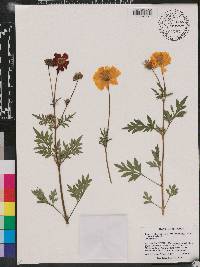 Bidens triplinervia image