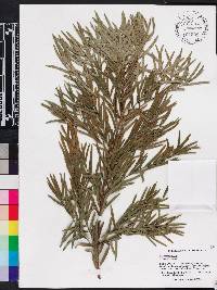 Podocarpus elatus image