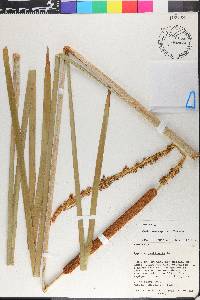 Typha domingensis image