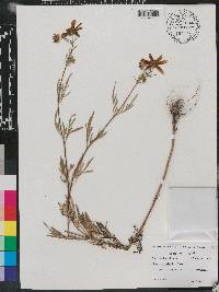 Bidens polylepis image