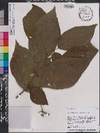 Witheringia solanacea image