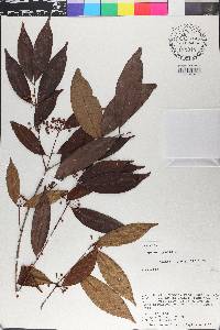Eugenia egensis image