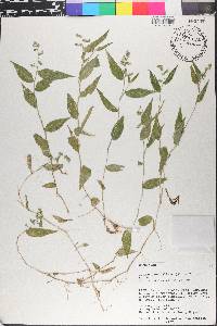 Ichnanthus pallens image