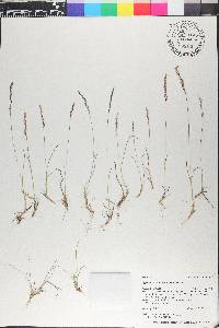 Agrostis humilis image