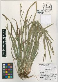Carex gholsonii image