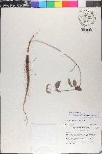 Galactia glabella image