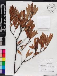 Persea humilis image