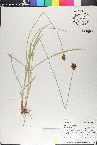 Carex egglestonii image