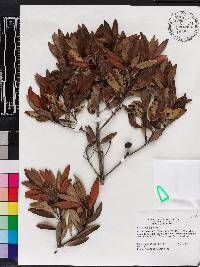 Persea humilis image
