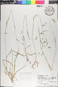 Poa reflexa image