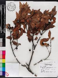 Persea humilis image