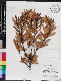 Persea humilis image