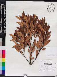 Persea humilis image