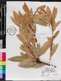 Persea humilis image