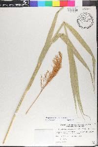 Phragmites australis image