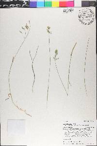 Poa cusickii var. epilis image