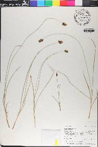 Carex hoodii image
