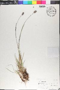 Phleum alpinum image