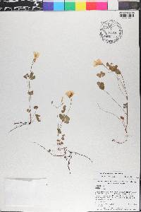 Hypericum edisonianum image