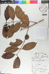 Eugenia domingensis image