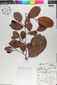 Coccoloba wrightii image