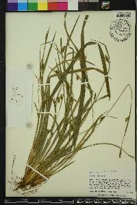 Carex styloflexa image