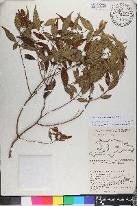 Miconia miguelfuertesii image