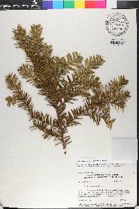 Taxus canadensis image