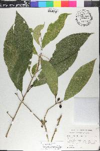 Cestrum schlechtendahlii image