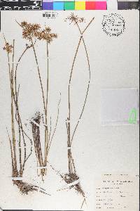 Cyperus haspan image