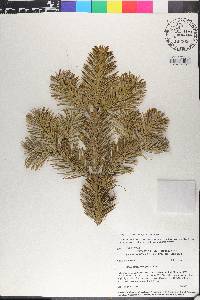 Abies lasiocarpa image