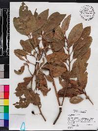 Persea palustris image